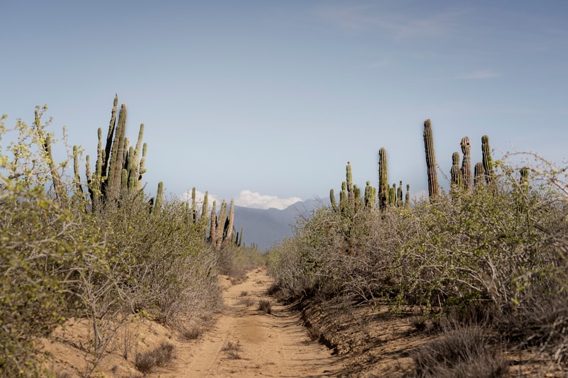 Vipp Opens Mexican-Danish Guesthouse in Todos Santos