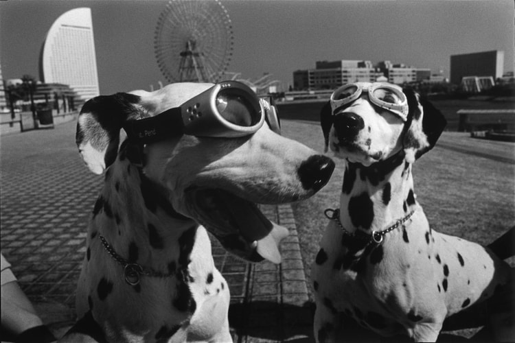 'Woof Woof' Celebrates the Timeless Bond Between Humans and Dogs