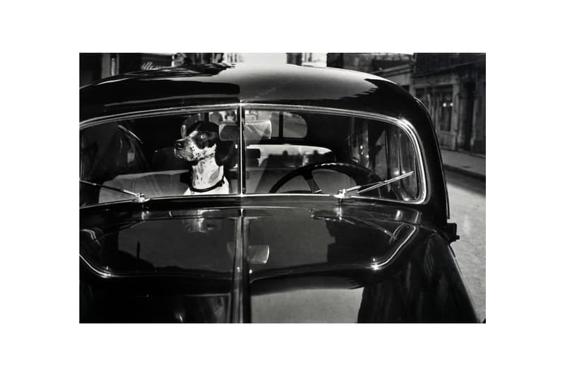 woof peter fetterman gallery santa monica group exhibition art artworks elliott erwitt