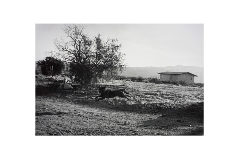 woof peter fetterman gallery santa monica group exhibition art artworks elliott erwitt