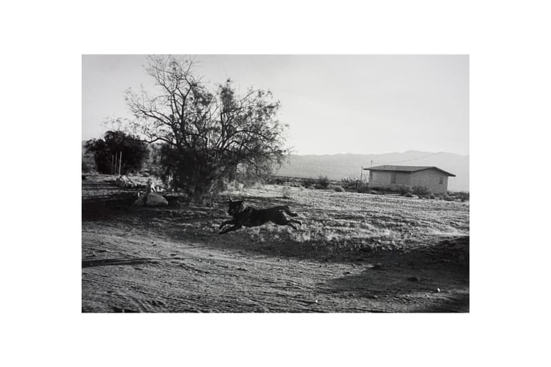 woof peter fetterman gallery santa monica group exhibition art artworks elliott erwitt