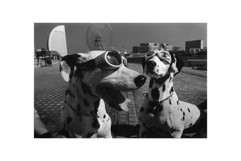 woof peter fetterman gallery santa monica group exhibition art artworks elliott erwitt