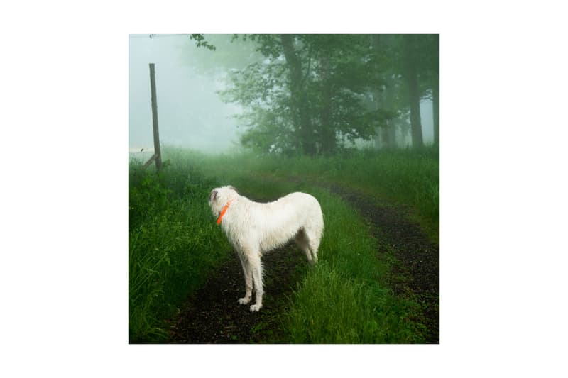 woof peter fetterman gallery santa monica group exhibition art artworks elliott erwitt
