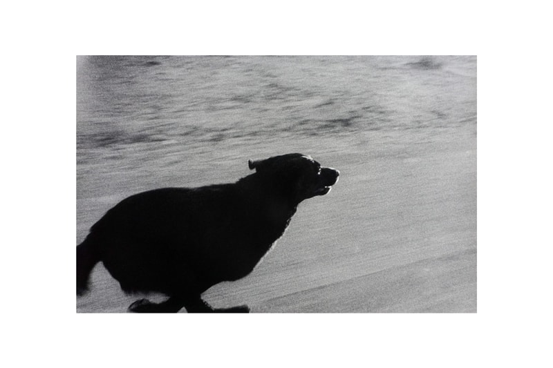 woof peter fetterman gallery santa monica group exhibition art artworks elliott erwitt