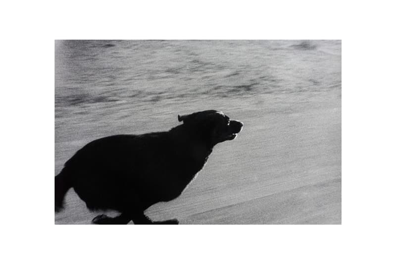 woof peter fetterman gallery santa monica group exhibition art artworks elliott erwitt
