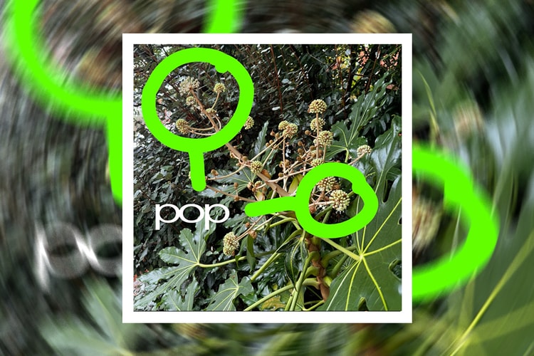skaiwater Returns With "pop"