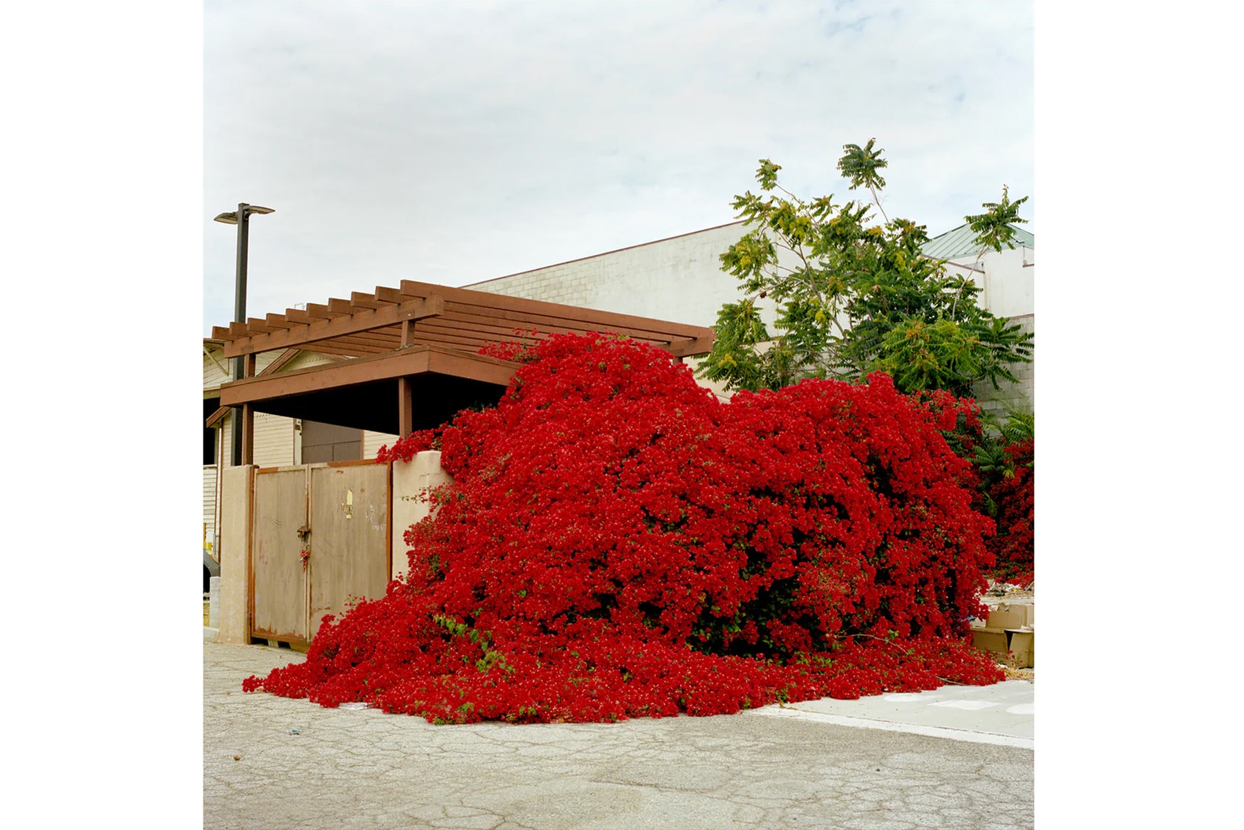 California Picture Project Launches Benefit Print Sale Art Artworks