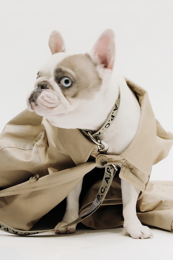 A.P.C. TOUTOUT Is For All the Dogs
