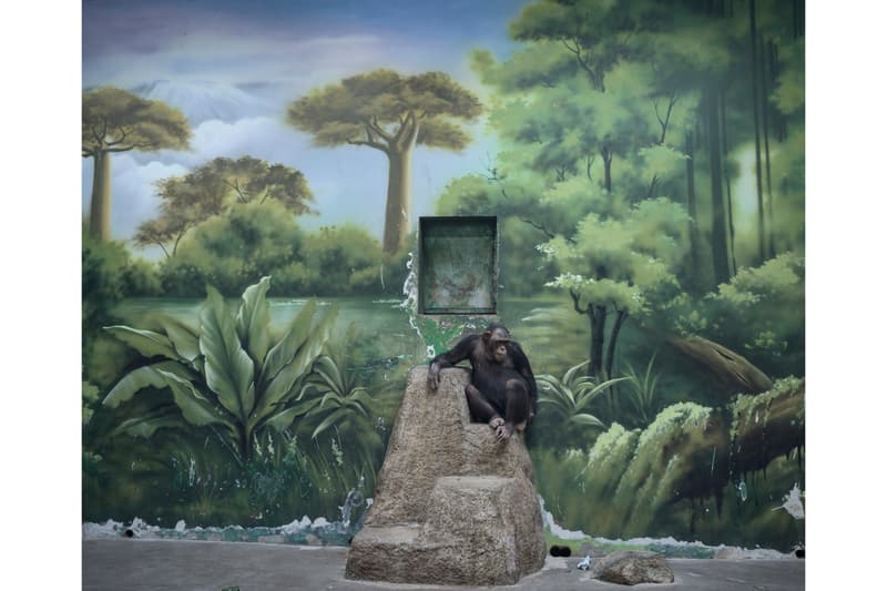 Sony Announces Winners for 2025 World Photography Awards Art Artworks