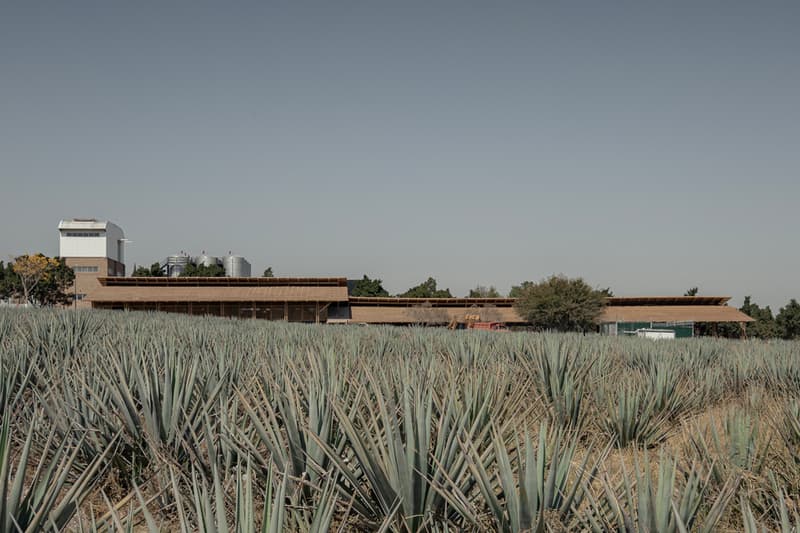 Estudio ALA Mezcal Distillery Agave Fields Michoacan architecture design