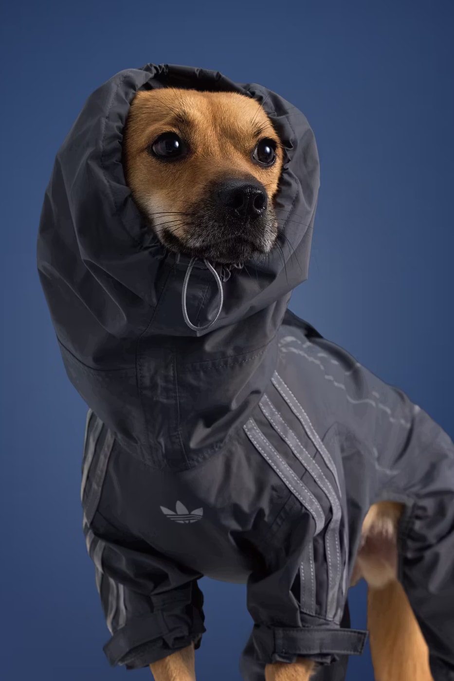 adidas Originals Pet Collection Release Info