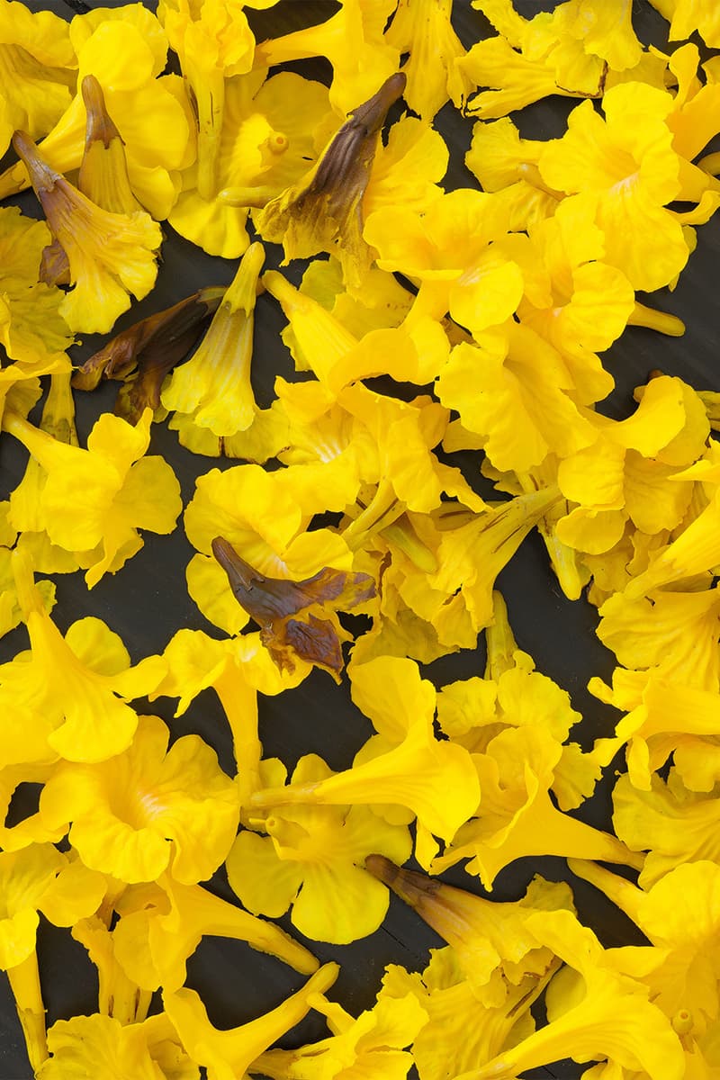 Shanghai Biennale 2025 Artist List Announcement