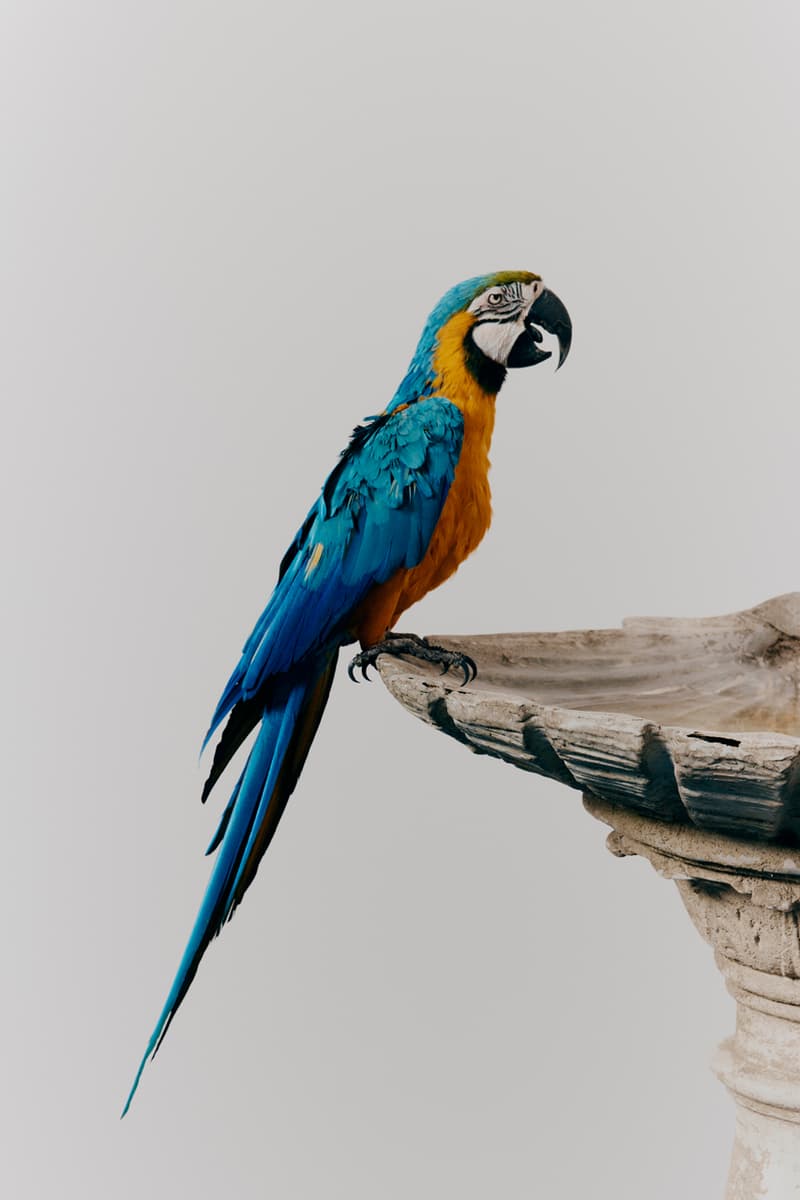 HOUSE OF ERRORS "VITESSE" Collection Release Info