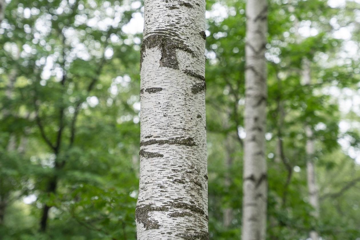 Grand Seiko Manufacture Visit Seiko House Tokyo Ginza Epsom Shiojiri Pant Nagano Shinshu Watch Studio Takumi Watch Studio Shizukuishi Watch Studio Iwate Seiko Museum Akio Naito Interview