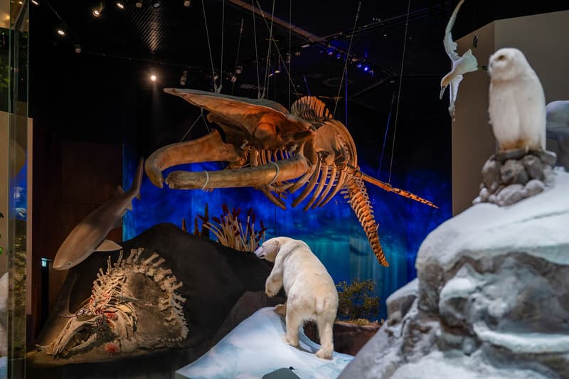 natural history museum abu dhabi opening 2025 saadiyat cultural district Tyrannosaurus Rex earth stan mecanoo blue whale specimen Stegotetrabelodon Emiratus