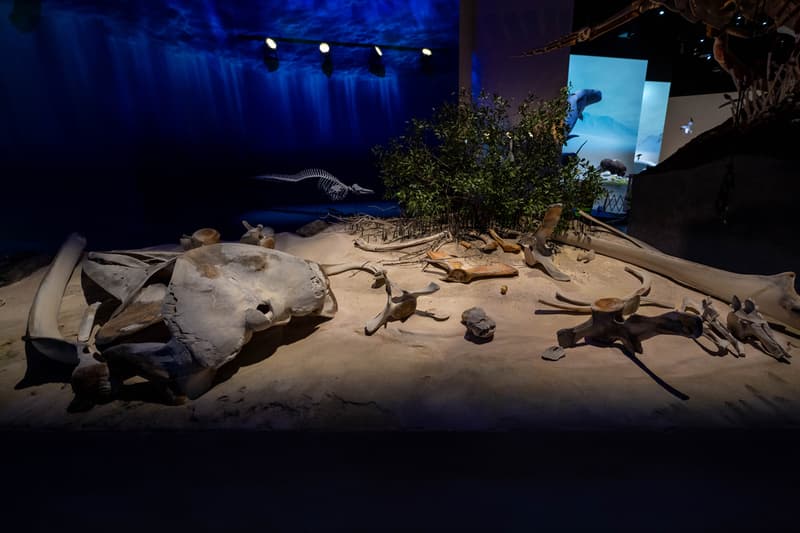 natural history museum abu dhabi opening 2025 saadiyat cultural district Tyrannosaurus Rex earth stan mecanoo blue whale specimen Stegotetrabelodon Emiratus