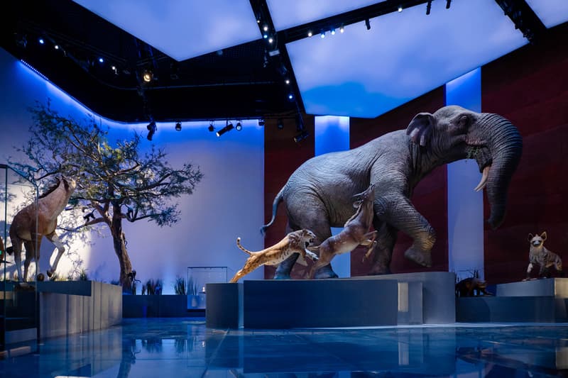 natural history museum abu dhabi opening 2025 saadiyat cultural district Tyrannosaurus Rex earth stan mecanoo blue whale specimen Stegotetrabelodon Emiratus