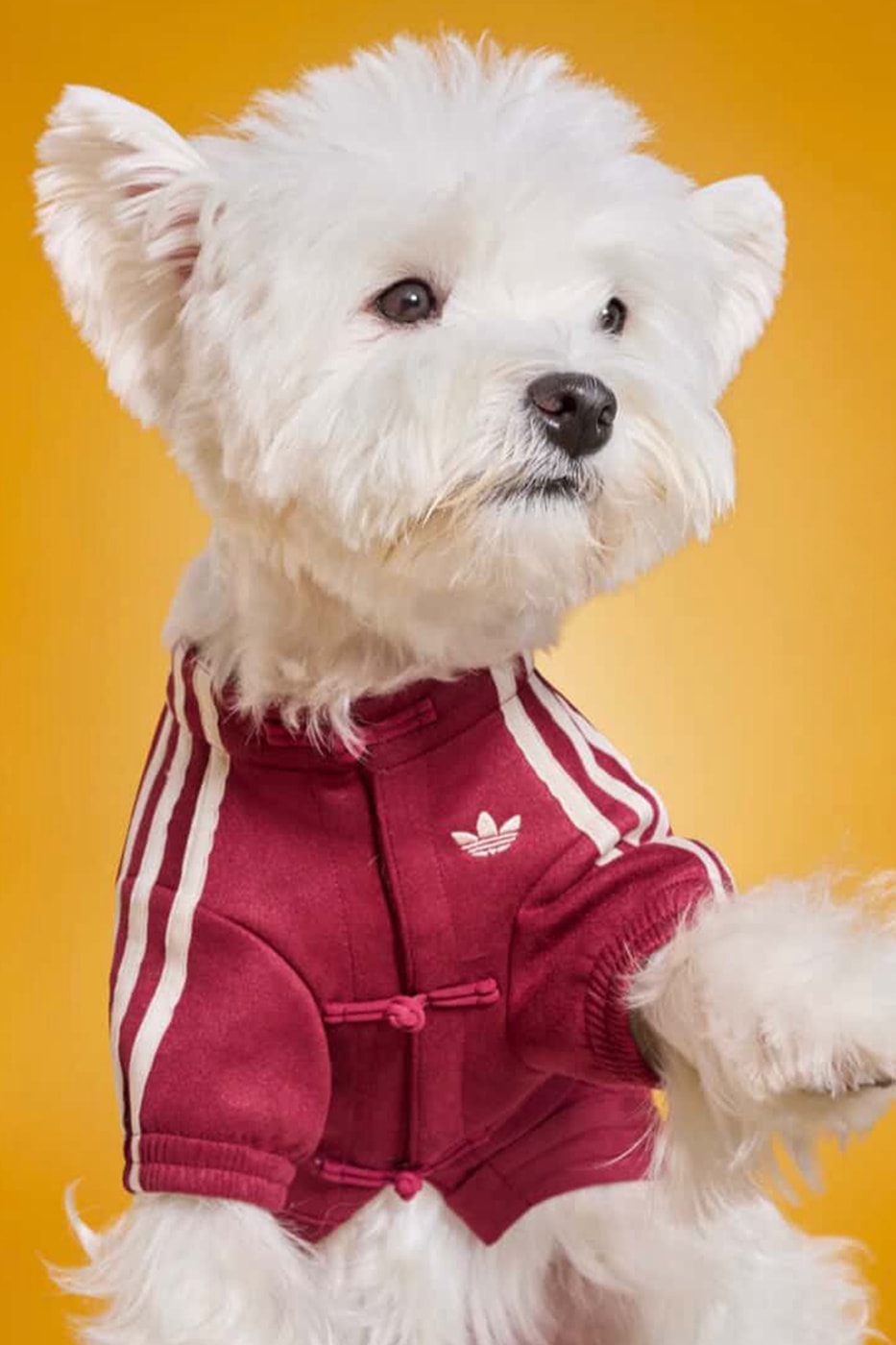 adidas Pets Chinese Track Jackets Release Info