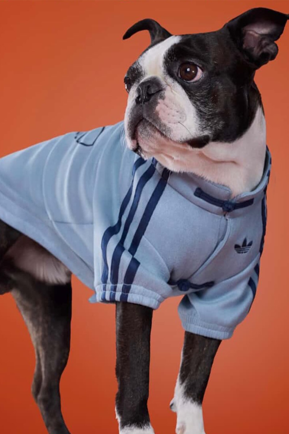 adidas Pets Chinese Track Jackets Release Info