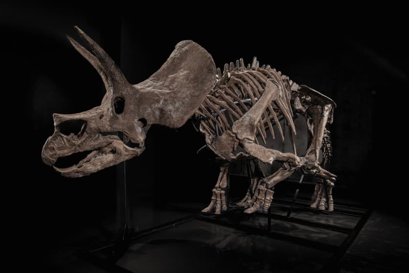  JOOPITER Triceratops Skeleton trey Auction Announcement Info
