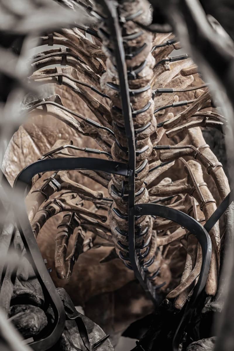  JOOPITER Triceratops Skeleton trey Auction Announcement Info