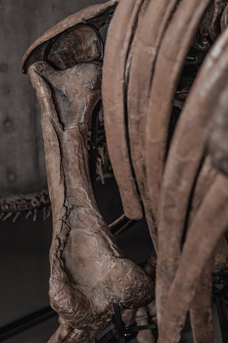  JOOPITER Triceratops Skeleton trey Auction Announcement Info