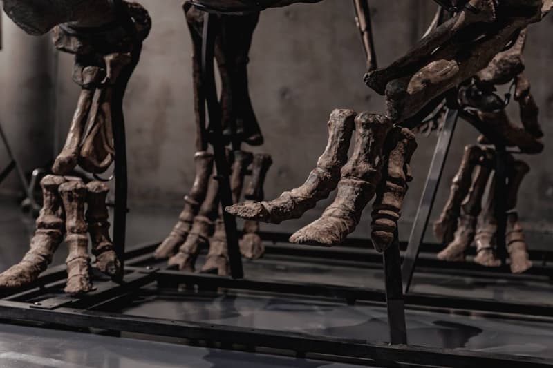  JOOPITER Triceratops Skeleton trey Auction Announcement Info