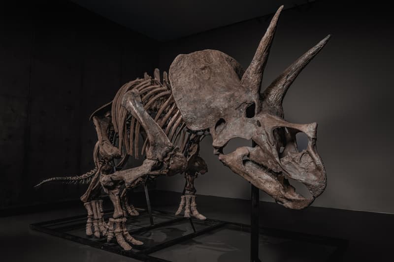  JOOPITER Triceratops Skeleton trey Auction Announcement Info
