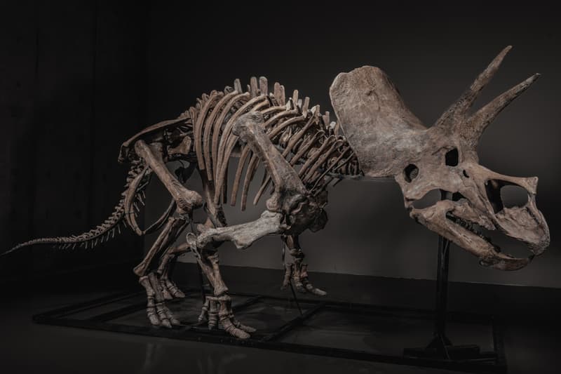  JOOPITER Triceratops Skeleton trey Auction Announcement Info