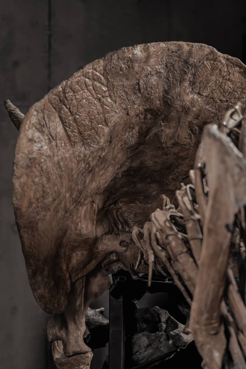 JOOPITER Triceratops Skeleton trey Auction Announcement Info