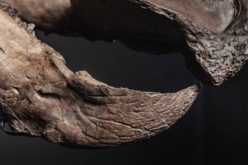  JOOPITER Triceratops Skeleton trey Auction Announcement Info