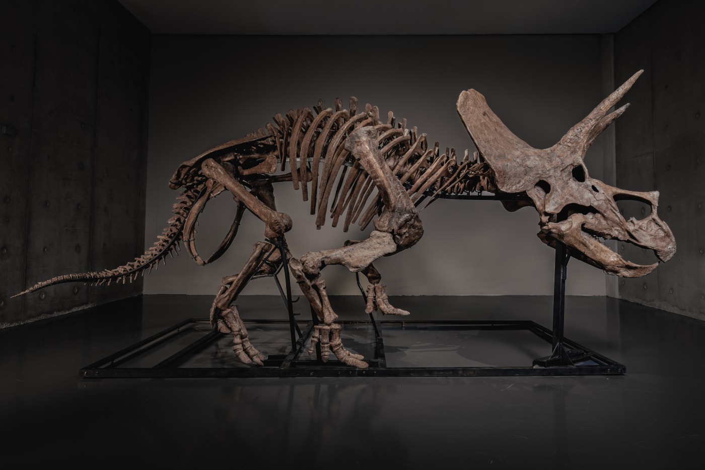  JOOPITER Triceratops Skeleton trey Auction Announcement Info