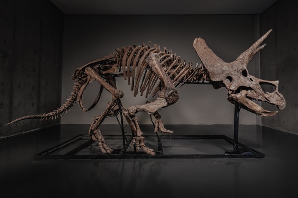  JOOPITER Triceratops Skeleton trey Auction Announcement Info