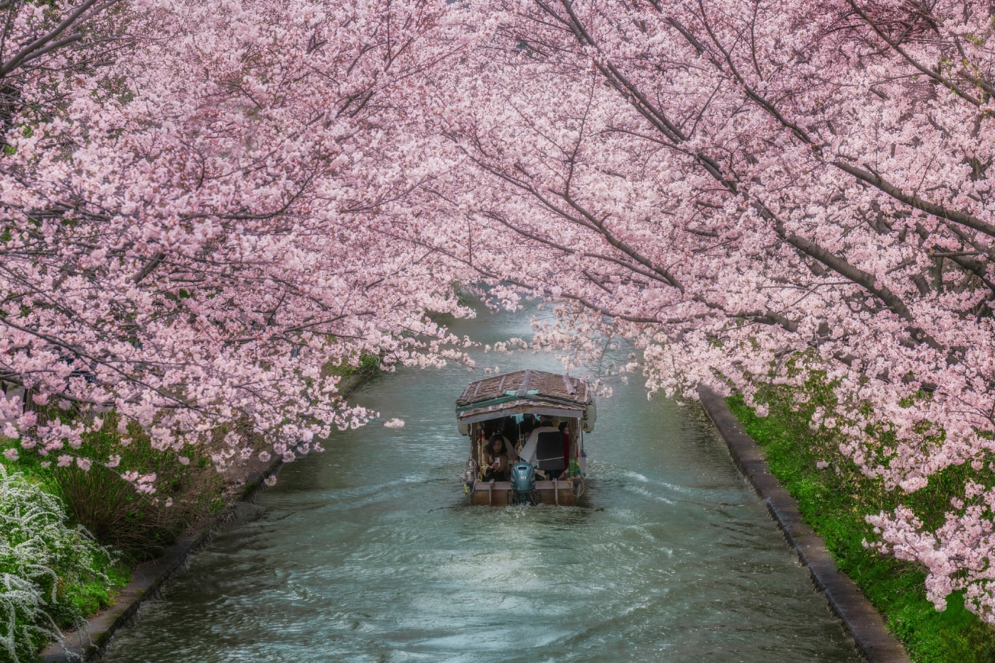 First Official Japan Cherry Blossom Dates Forecast