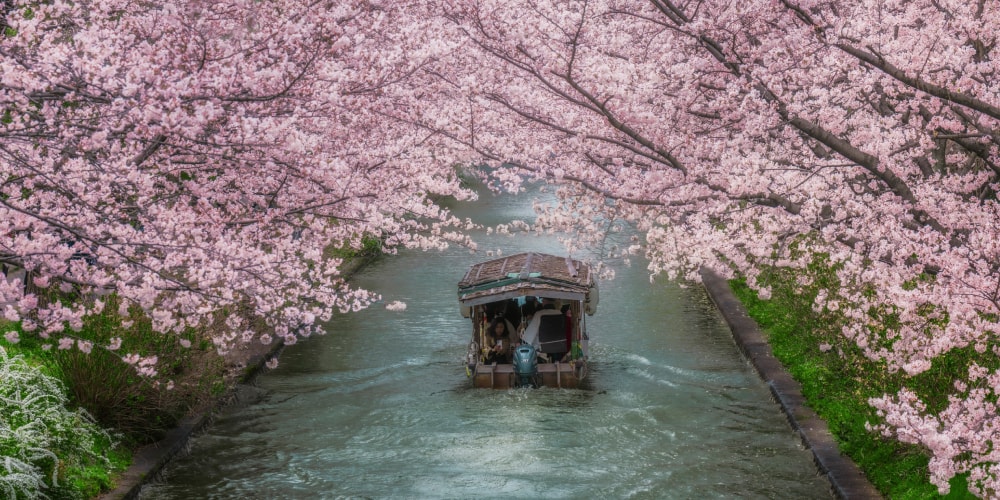 Check Out Japan’s Latest 2026 Cherry Blossom Forecast