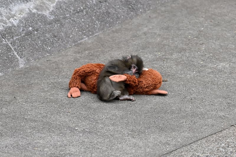 Viral Baby Monkey Punch Zoo Fighter Video Game richie branson Info