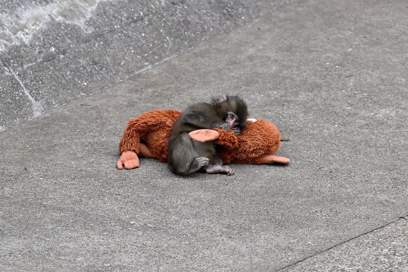 Viral Baby Monkey Punch Zoo Fighter Video Game richie branson Info