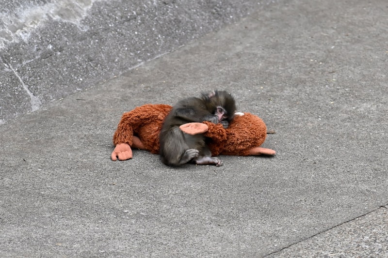 Viral Baby Monkey Punch Zoo Fighter Video Game richie branson Info