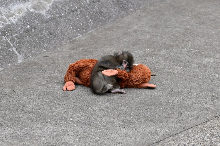 Punch, the Viral Baby Monkey, Is the Star of the New Game ‘Zoo Fighter’