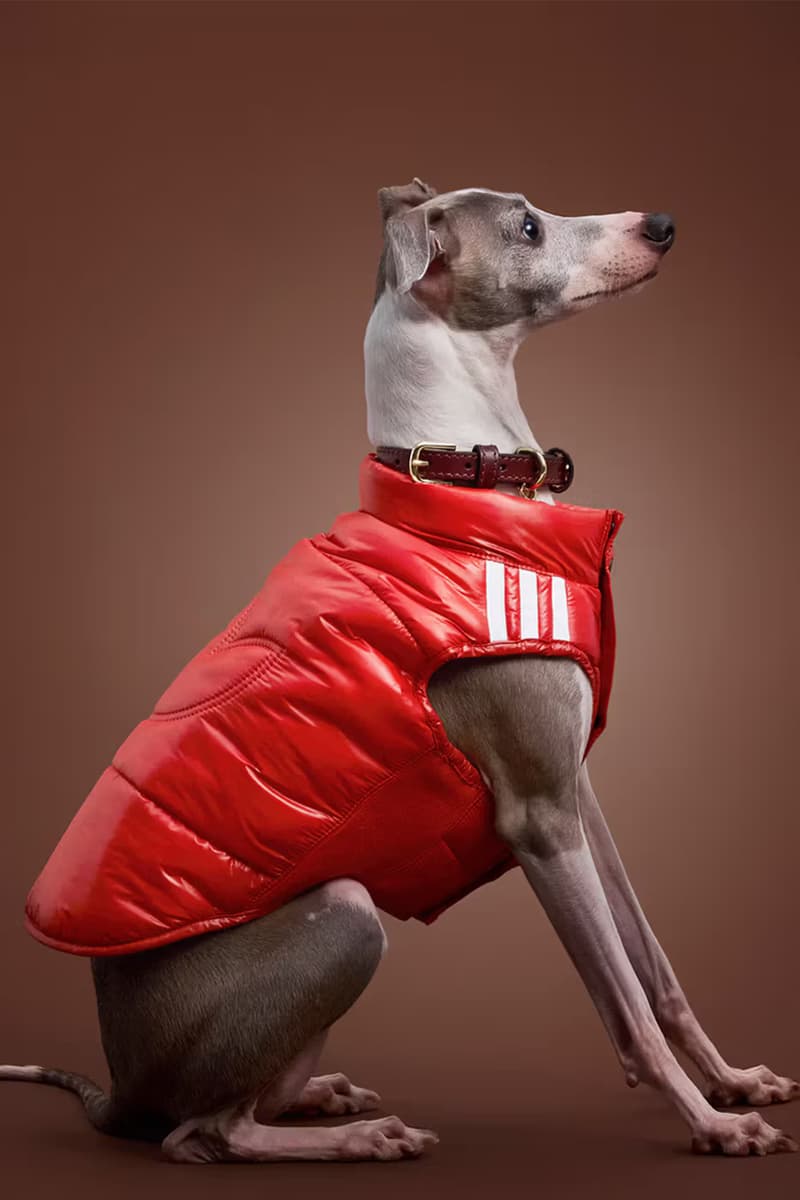 adidas Pet Collection Fall 2025 Japan Release Info