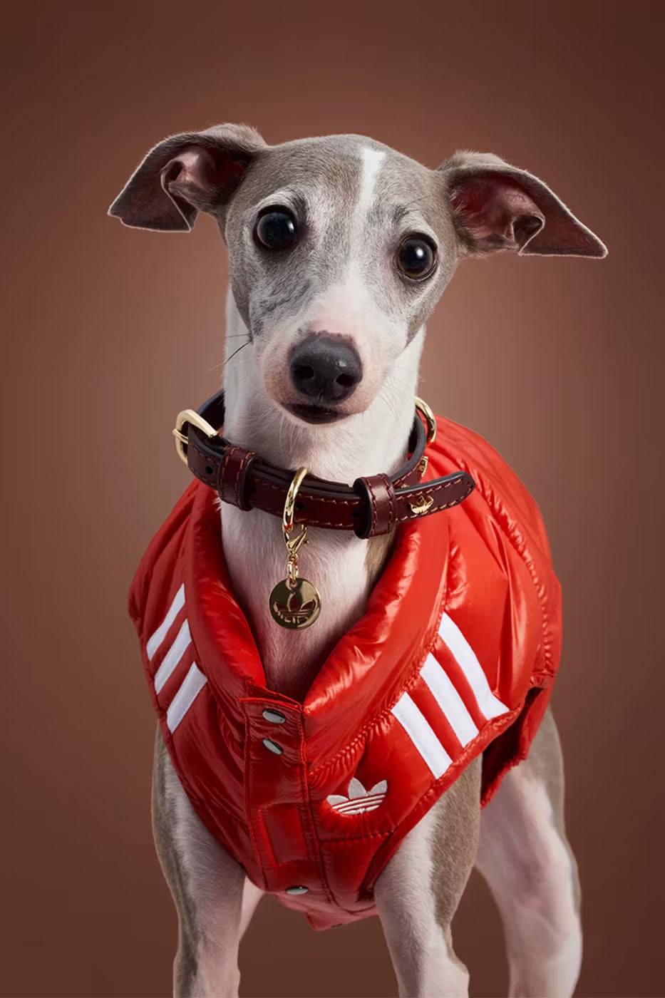 adidas Pet Collection Fall 2025 Japan Release Info