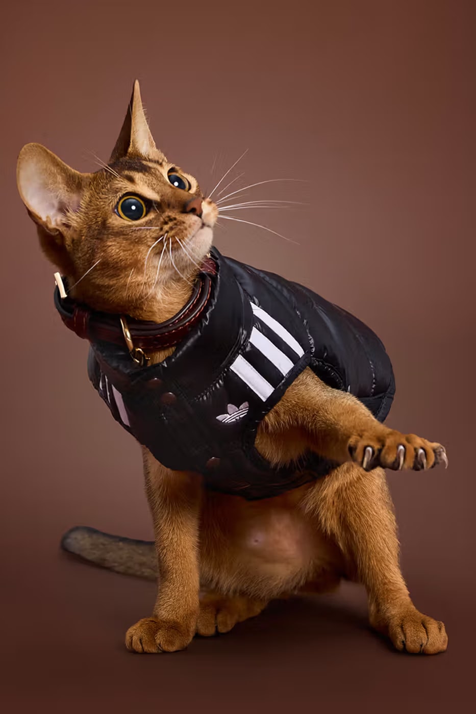 adidas Pet Collection Fall 2025 Japan Release Info