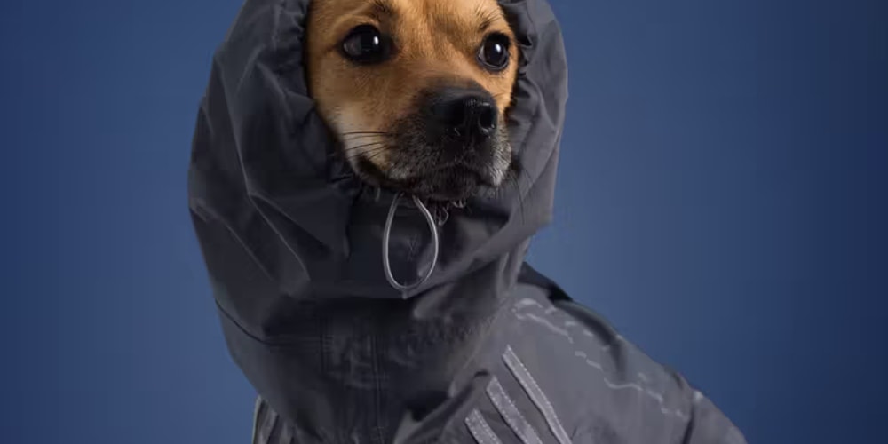 The adidas Pet Fall 2025 Collection To Release in Japan