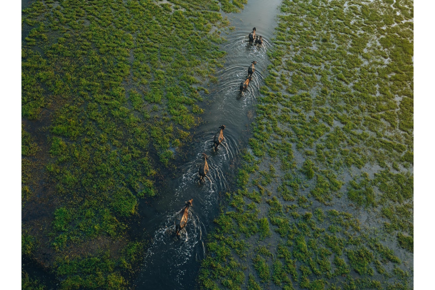 Sony World Photography Award 2026 Winners Art Artworks