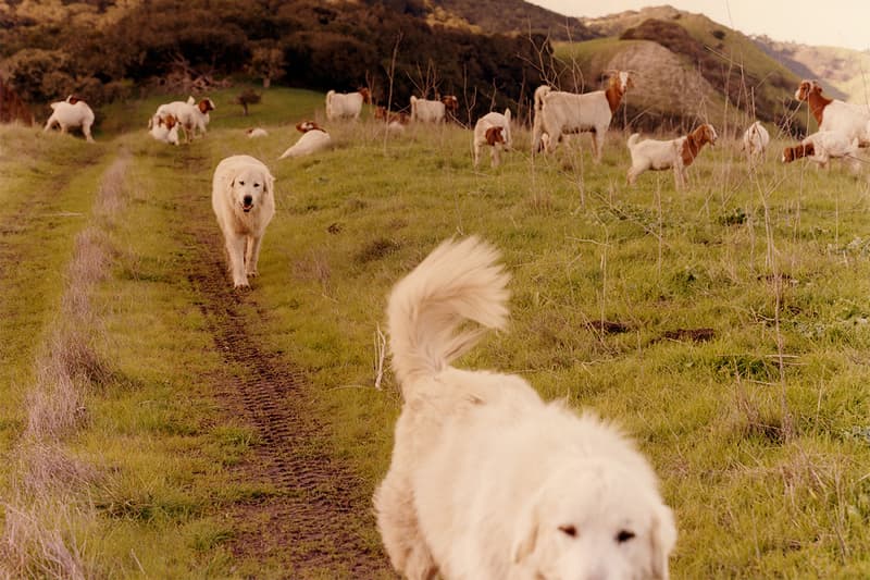 Sky High Farm Goods The North Face Goodness Grows collaboration Collection Release Info