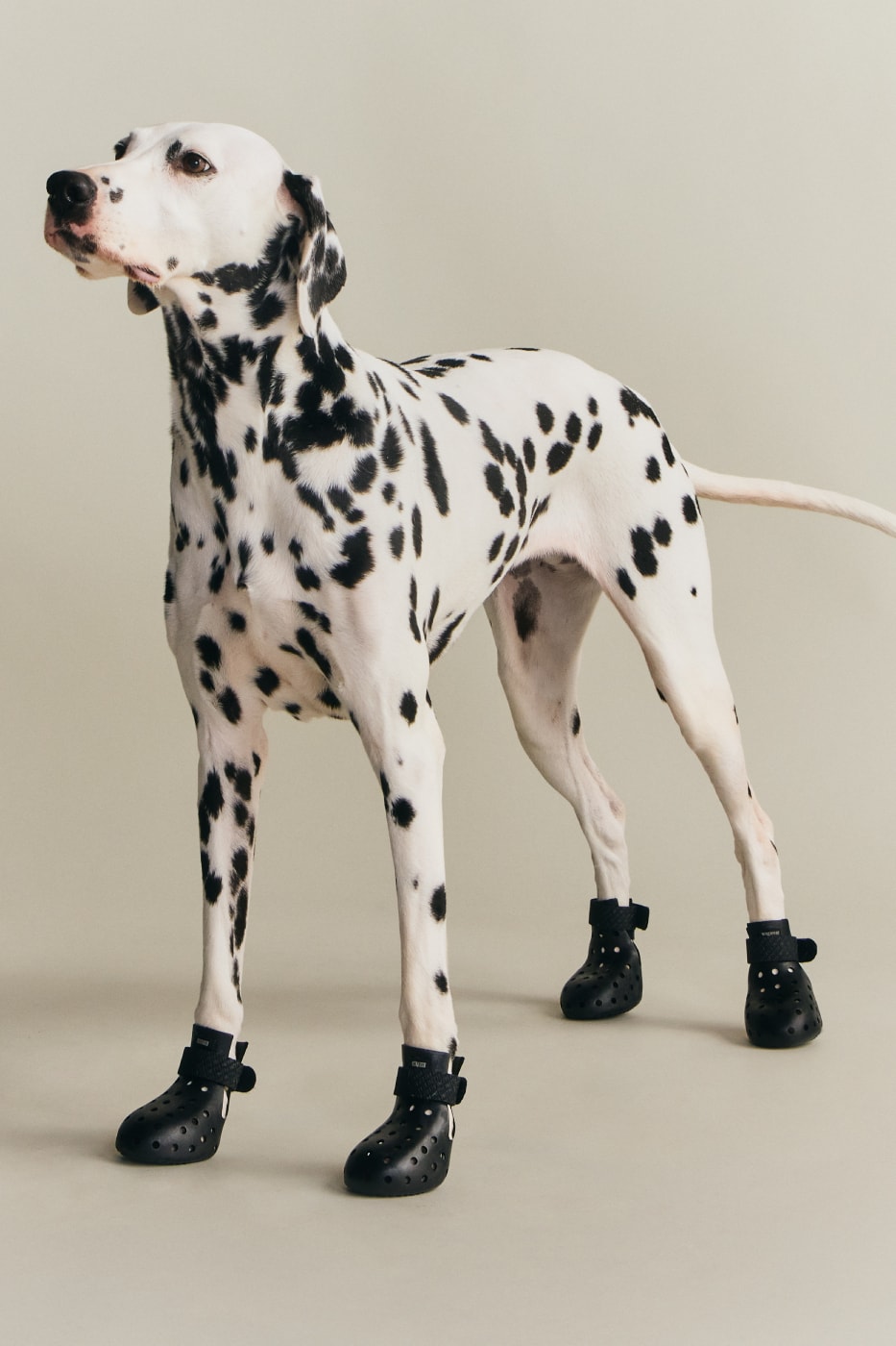 KITH wagwear First Pet Collection Release Info