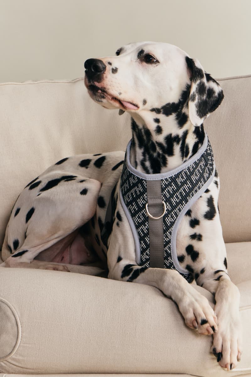 KITH wagwear First Pet Collection Release Info