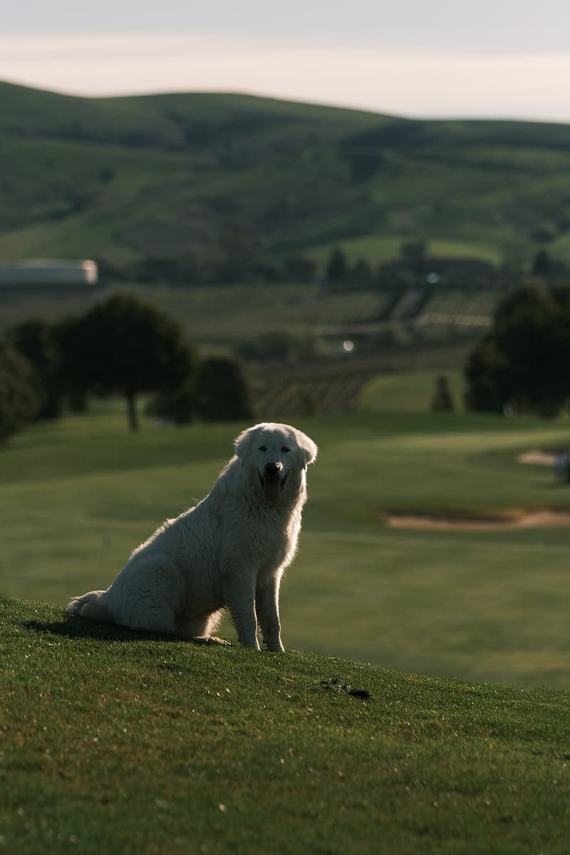 the early nine hypegolf photo essay eagle vines golf club napa valley california larry tran