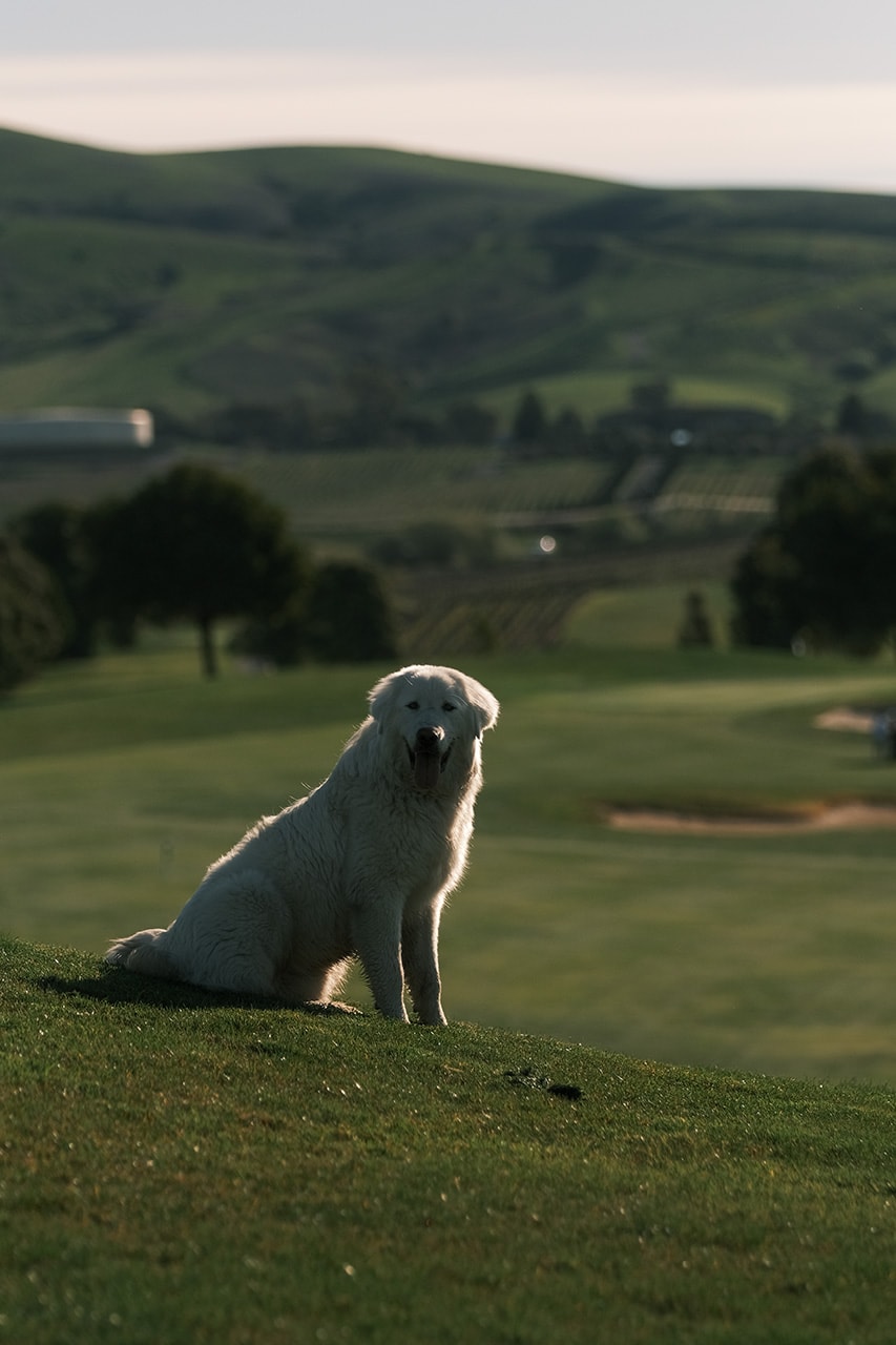 the early nine hypegolf photo essay eagle vines golf club napa valley california larry tran