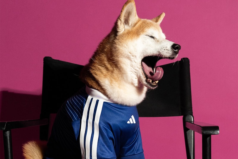 adidas 2026 FIFA World Cup Pet Collection Release Info